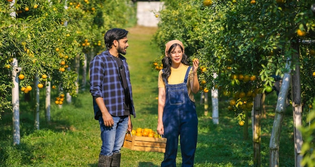 Couple gardener working in orange farm with holding orange fruit concept agriculture