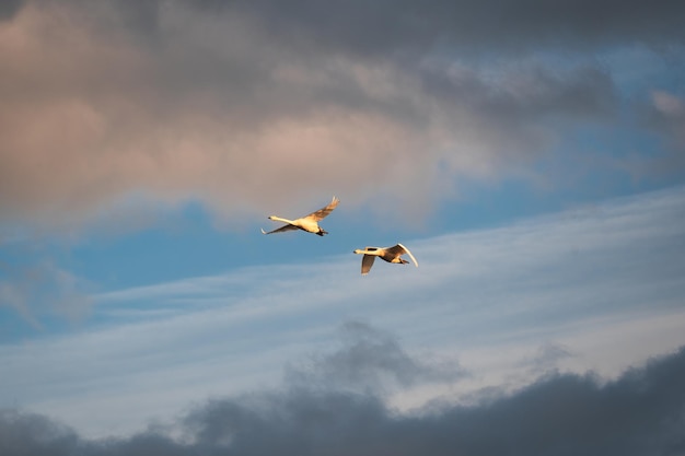 Couple geese flying in evening sky along the coast