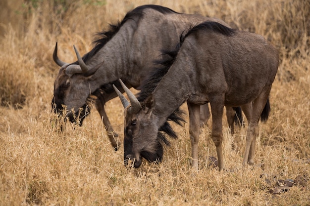 Couple of Guinus eating in the bushes. South Africa.