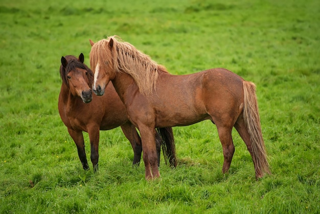 Couple of icelandic chestnut horses grazing on the green meadow in Iceland