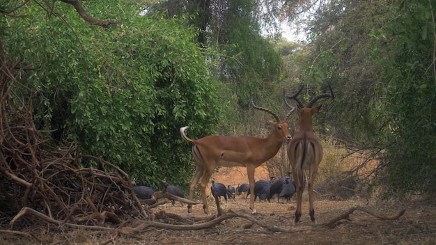 Photo a couple of impalas are standing in the forest