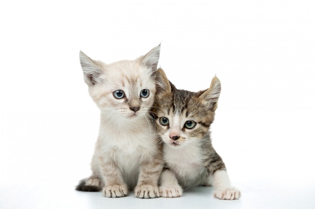 couple of kitten isolated on white 