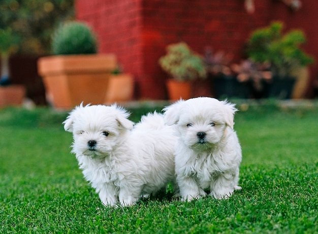 A couple of maltese bichon puppies in the grass