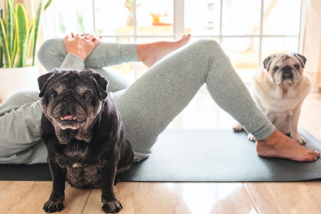 couple of old pug dogs sitting looking at camera Senior woman on the floor practicing exercises