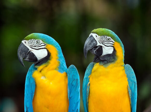 couple of parrots