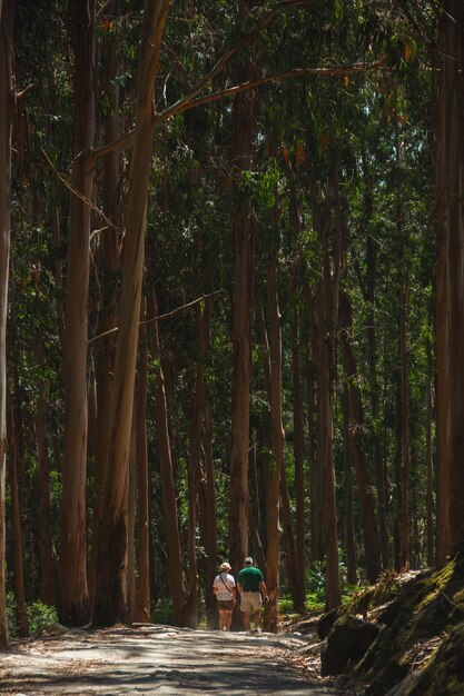 a couple of people are walking through a forest with tall trees