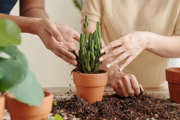 Couple Planting Cactus in Pot