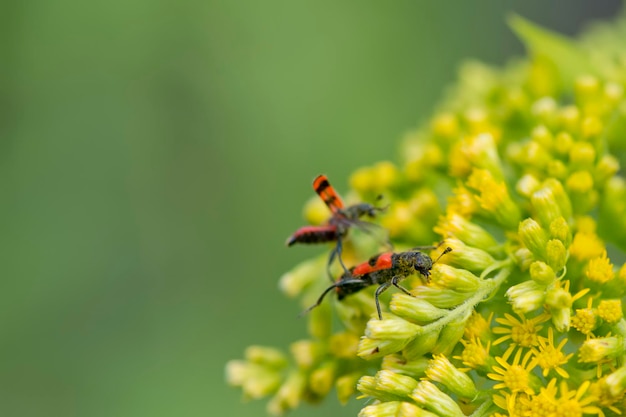 Couple of red cricket on a yellow flower