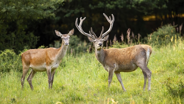 Couple of red deer stag and hind standing on meadow.