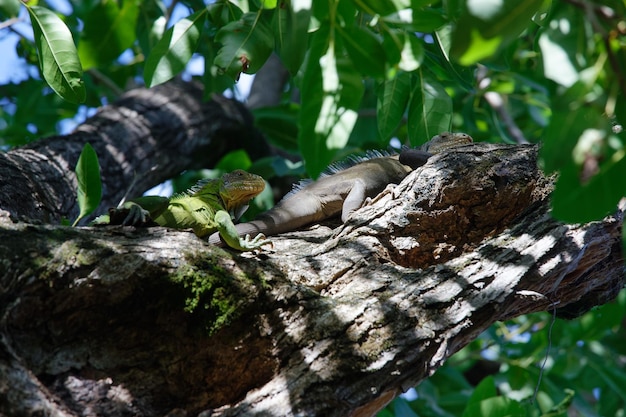 The couple of reen Iguana lizard tropical creature climbing palm tree in caribbean island of Martinique