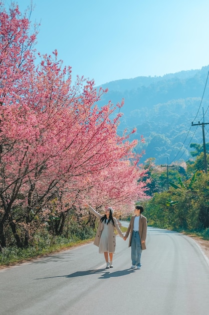 Couple Relaxing in the tree area of Springtime Sakura Flower Cherry Blossom Nang Phaya Sua Krong flower at Chiang Mai Thailand