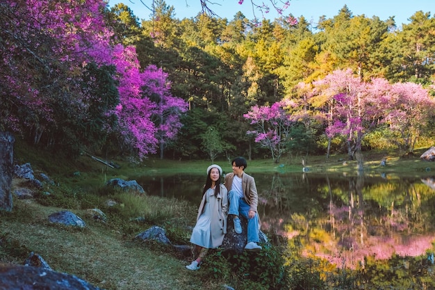 Couple Relaxing in the tree area of Springtime Sakura Flower Cherry Blossom Nang Phaya Sua Krong flower at Chiang Mai Thailand