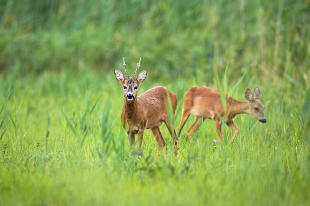 Couple roe deer standing in long grass in summer nature