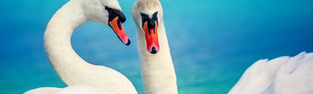 Couple of swans swimming in the lake together