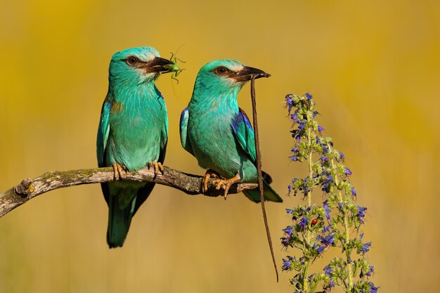 Couple of two european rollers sitting with blurred background