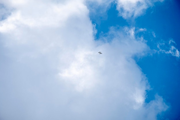 Couple of vultures circling under an intense blue sky