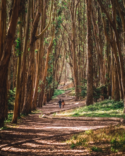 Couple walking at Andy Goldsworthy's Wood Line Presidio San Francisco