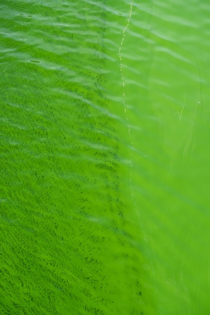 Cover or mantle of green algae or lichens covering the surface of a riverbed Background and texture