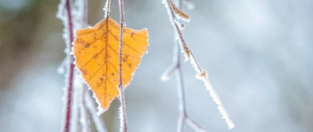 Covered  frost  thin birch branches and dry leaf on blurred background_