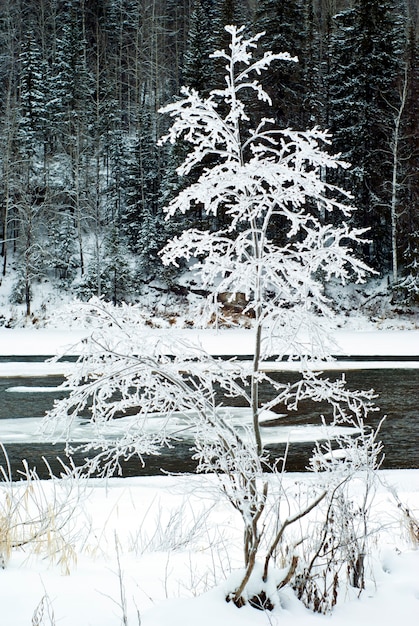 Covered with hoarfrost a beautiful winter tree on the shore of a nearly frozen river