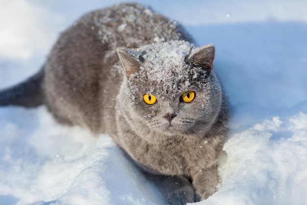 Covered with snow cat sitting in snow