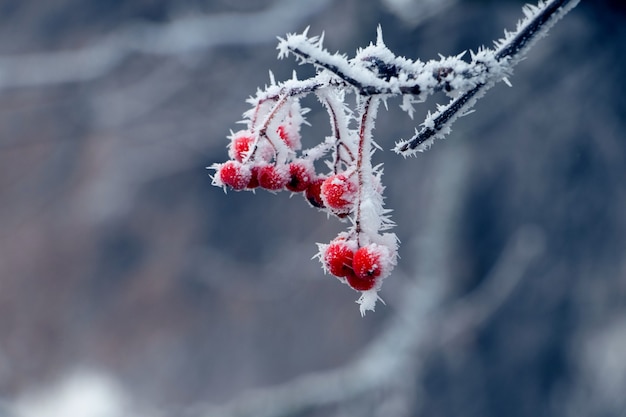 Covered with thick frost red berries of viburnum on the bush with a blurred background