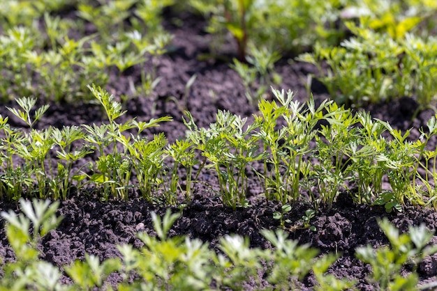 Covered with young carrot plants after the rain