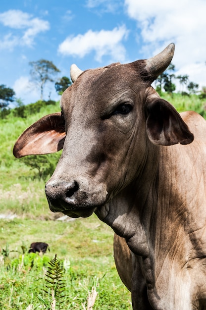 cow animal Colombia farming 