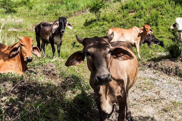 cow animal Colombia farming 