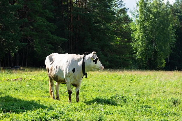 Cow on the background of green grass and forest Selective focus