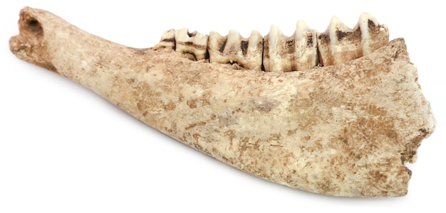 Cow bone of Jaw over white background