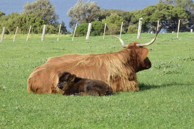 Photo a cow and a calf are in a field with a fence behind them