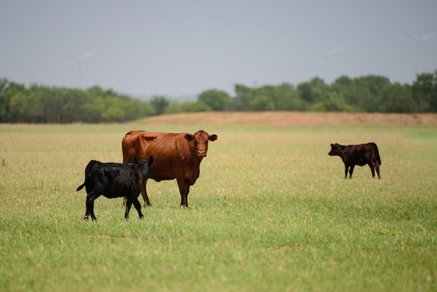 Cow and Calf. Cows in a grassy field on sunny day.