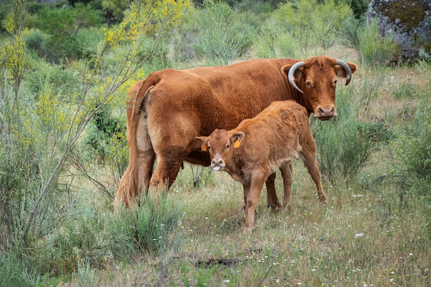 Cow and calf grazing in a meadow.