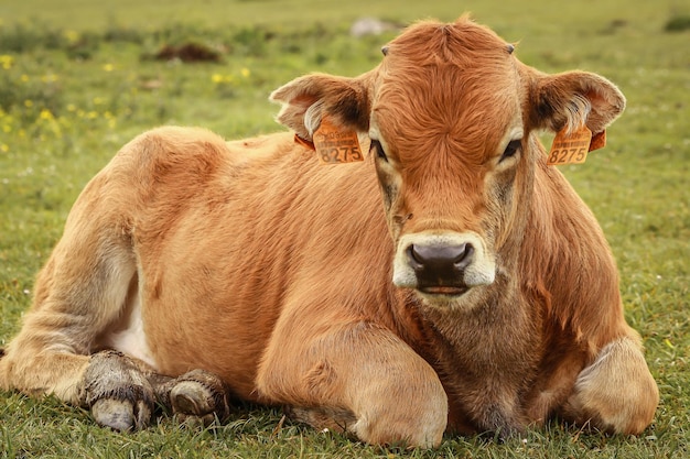 Cow calf lying on green grass looking at the camera