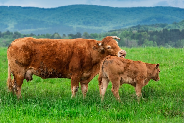 Cow and Calfon Graze Meadow in Mountains at Spring Season