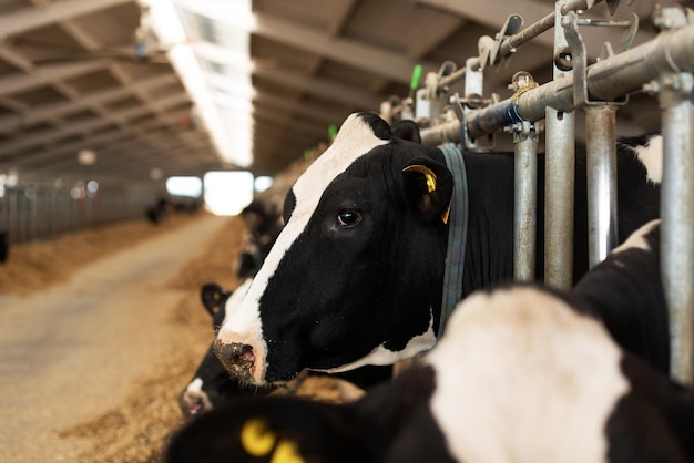 Cow calves in a stall eat food on a dairy farm  Agriculture Livestock