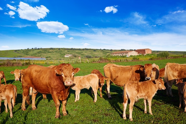 Cow cattle in Extremadura of Spain