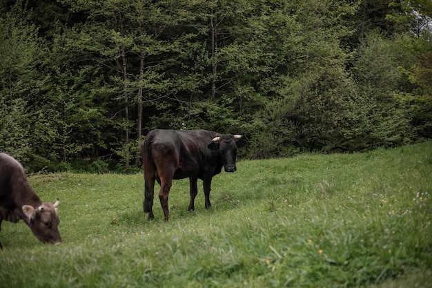 Cow in cattle pen on farm Animal husbandry