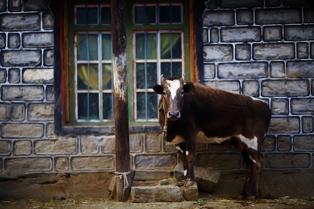 cow in a cattle yard near the house