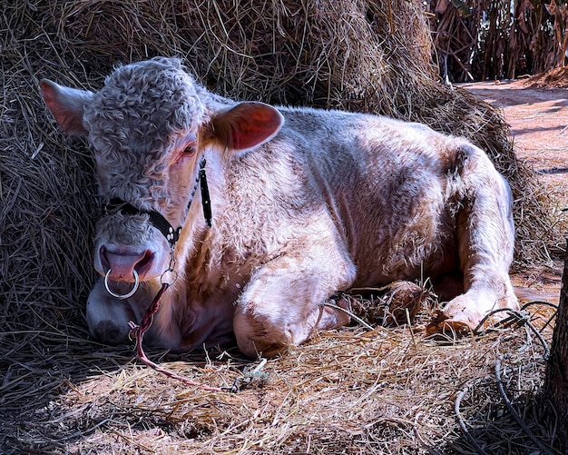 cow charolais in the trap Thailand