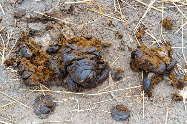 Cow droppings in the fall in the village on the field Natural cow dung this is bio fertilizer from nature soft manure