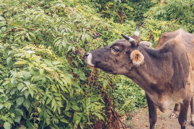 Cow eating elderberry from the bushes Livestock feeding in the natural habitat Cow stands in the bushes in the forest Wildlife stock photography