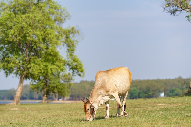 Photo cow eating grass on the meadow,thailand