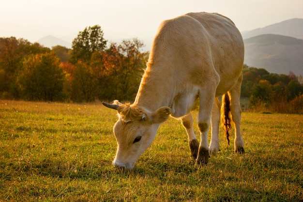 Cow eating grass on mountain