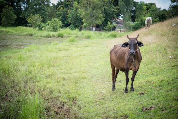 Cow eating grass 