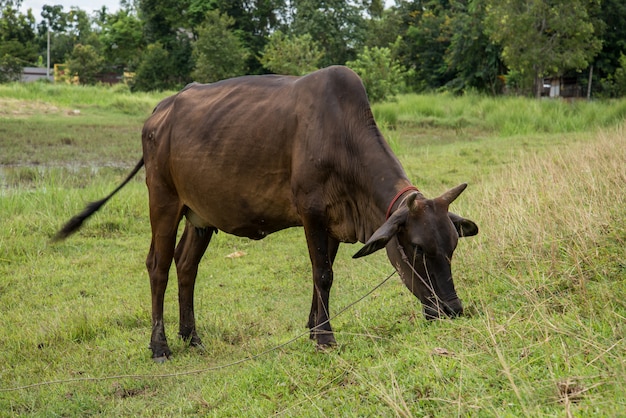 Cow eating grass 