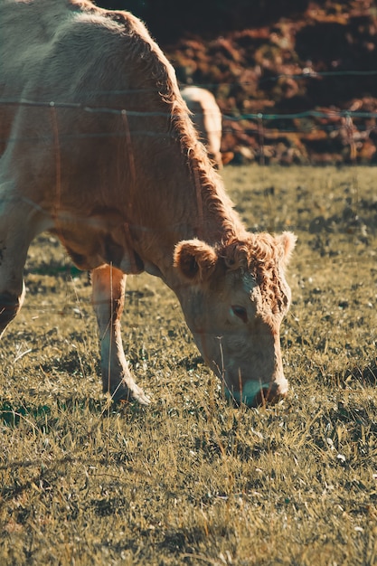 Cow eating