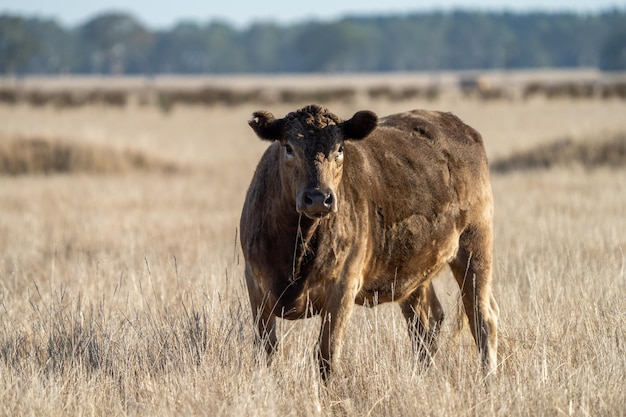 A cow in a field of dry grass