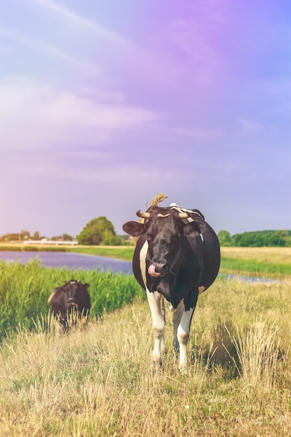 Cow in the field licking its face